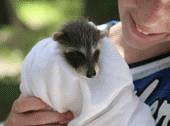 Wildlife Rescue